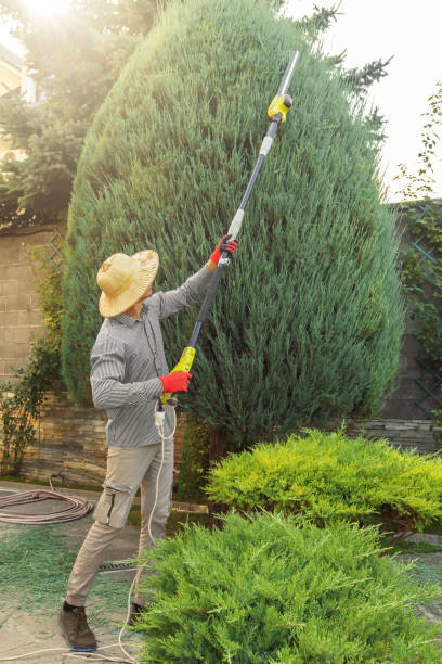 Best Palm Tree Trimming  in Fairfield Plantation, GA